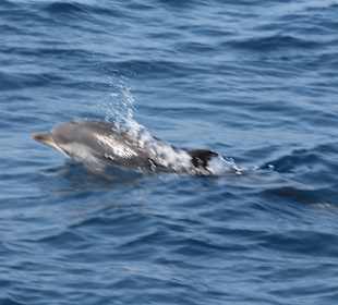 Delphine in der Strasse von Gibraltar