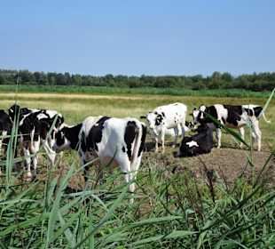 Sommer-Impressionen aus dem Park Links der Weser