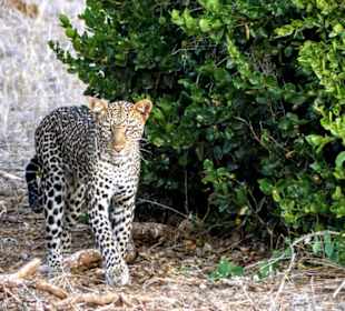 Leopard auf der Jagd