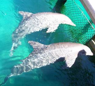 Delfine in Ocean World