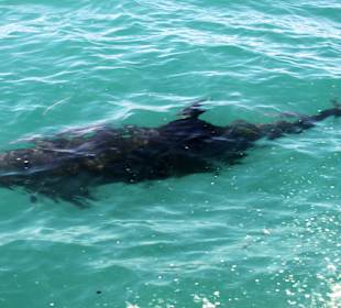 Delphin
