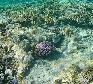 Schnorcheln Hurghada