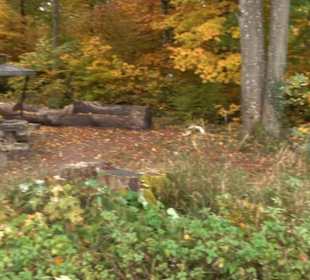 Naturdenkmal Mammutbaum