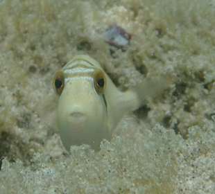 Schnorcheln Marsa Alam