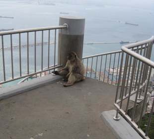 Gibraltar Affenfelsen