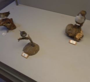 Natur- und Jagdmuseum