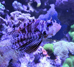 Impressionen aus dem Aquazoo Löbbecke Museum