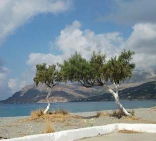 Tamarisken am Meer
