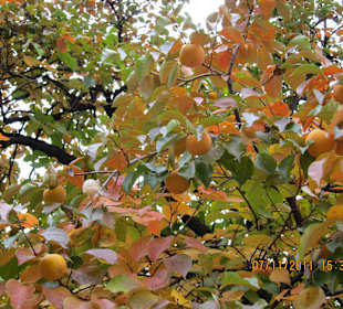 Autumn in Botanic Garden, Madrid, Spain