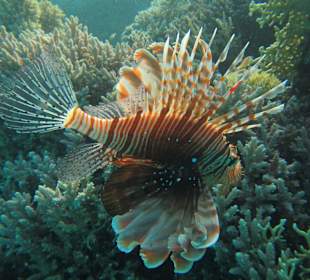 Feuerfisch am Hausriff