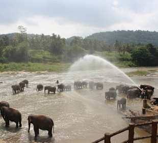 Elefantenweißenhaus Pinnawela
