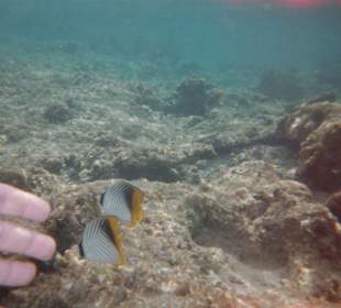 Kleine Fische entdeckt in Strandnähe