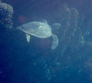 Schnorcheln Marsa Alam