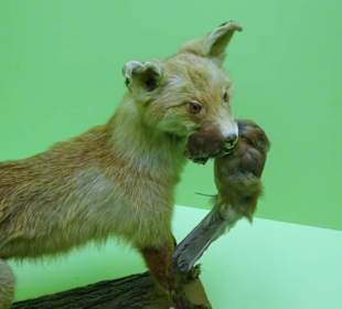 In der Landschafts-Abteilung des Museums