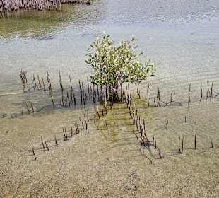 Mangrovenkanal