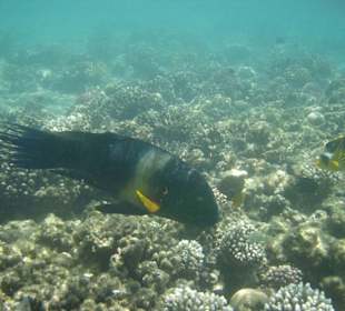 Schöne Unterwasserwelt
