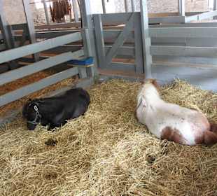The Amish Village Lancaster Pennsylvania