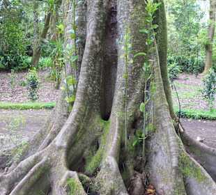 Alter Baum