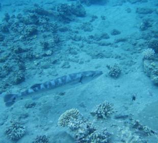 Barracuda
