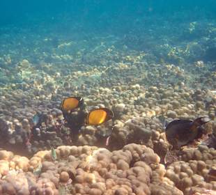 Unterwasserwelt Musandam