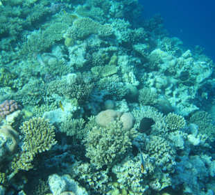 Hausriff Arabia Azur Resort