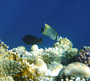 Schnorcheln Sharm el Sheikh