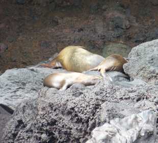 Seelöwen dösen auf den Felsen