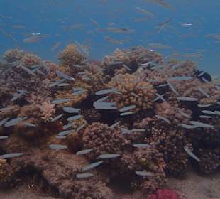 Schnorcheln Sahl Hasheesh