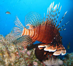 Rotfeuerfisch