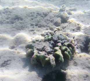 Die letzten Korallen