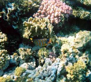 Club Magic Life - Sharm el Sheikh - Unterwasserbilder