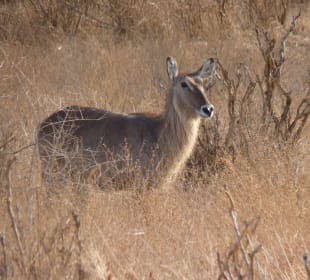 Antilope