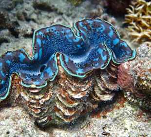 Tolle Unterwasserwelt