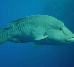 Bild vom Card Partner - RedSea-Divers