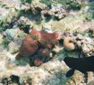 Octopus und Pfauenzackenbarsch