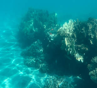 Tauchen Samaya Hausriff Marsa Alam