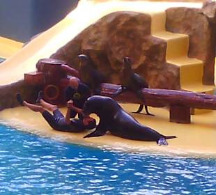 Ausflüge. Loro Park