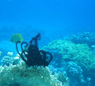 Sägezahn - Federstern