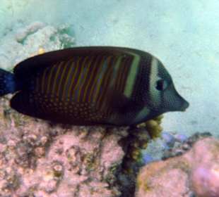 Segelflossen-Doktorfisch