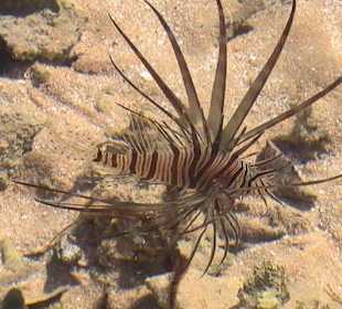Rotfeuerfisch Nähe Strand