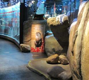 Otter und Entwichlung des Fisches