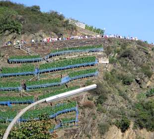 Dernau Rotweinwanderweg und Weinberg