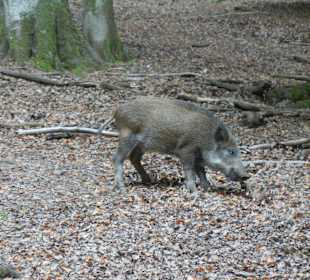 Baby Wildschwein