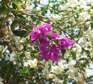 Schöner Garten
