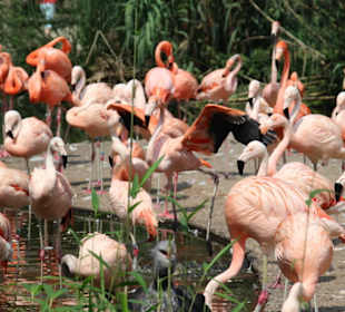 Flamingofamilie