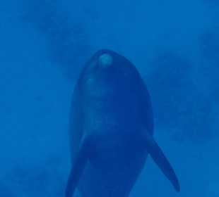 Delfine bei Shaàb Sabina