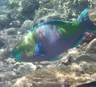 Hausriff am Strand vom Ghazala Gardens