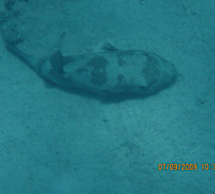 Kugelfisch groß