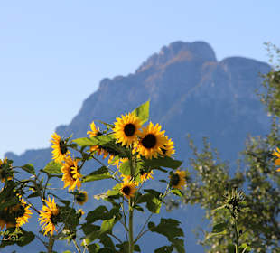 Wandern Rieden am Forggensee