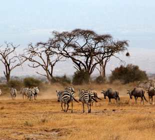 Gnu- und Zebraherde im Amboseli
